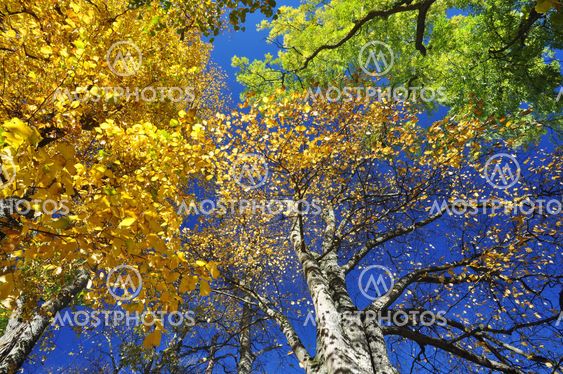 Fall leaves