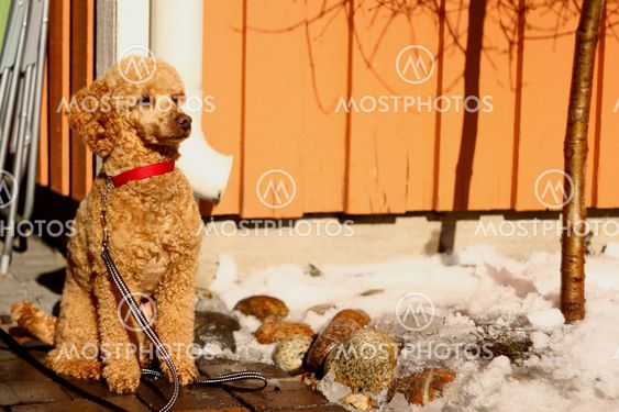 poodle in spring