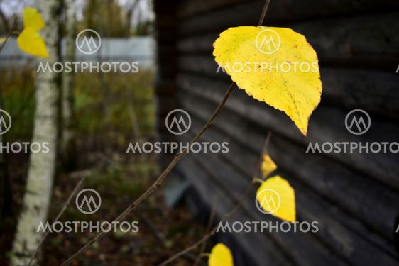 lonely yellow leaf