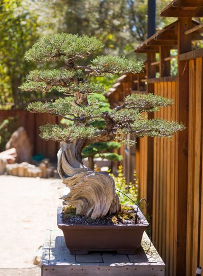 California Juniper Bonsai Tree