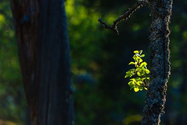 Bright green leaves illuminated by sunlight amidst dark...