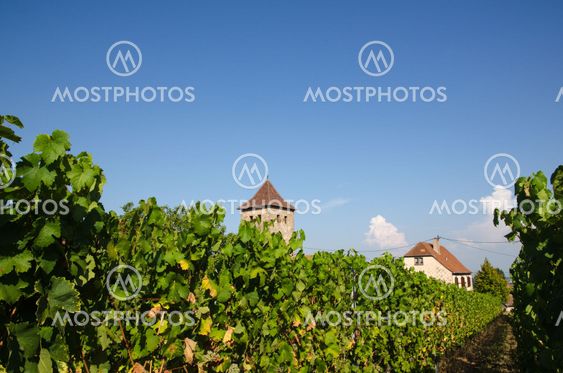 View from a vineyard in Dambach-la-Ville in France