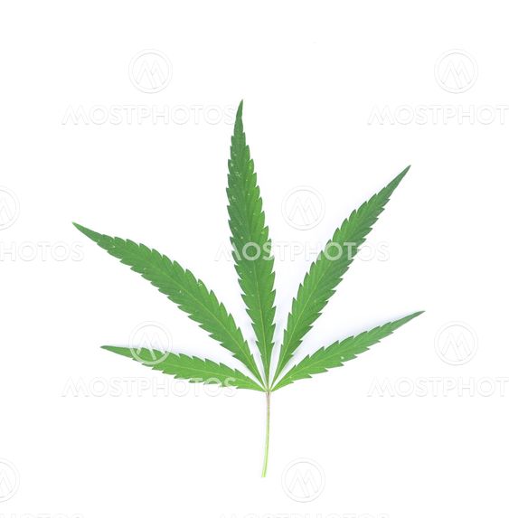 Cannabis leaf.