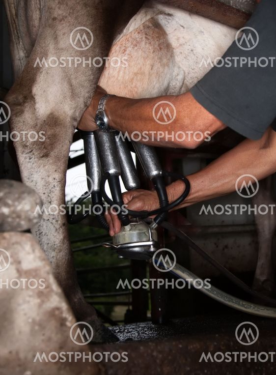 Milking Machine