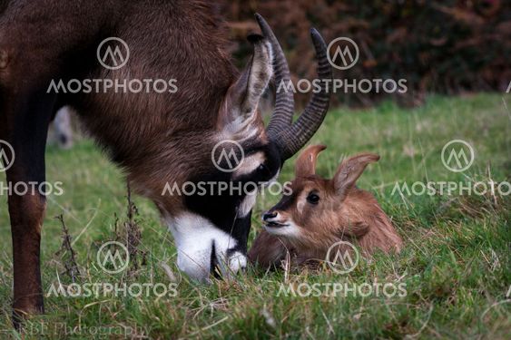 Motherly instinct