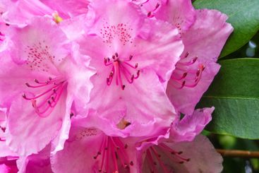 Beautiful pink rhododendron flowers in bloom