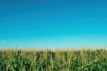 Tasseling corn plants in cultivated field