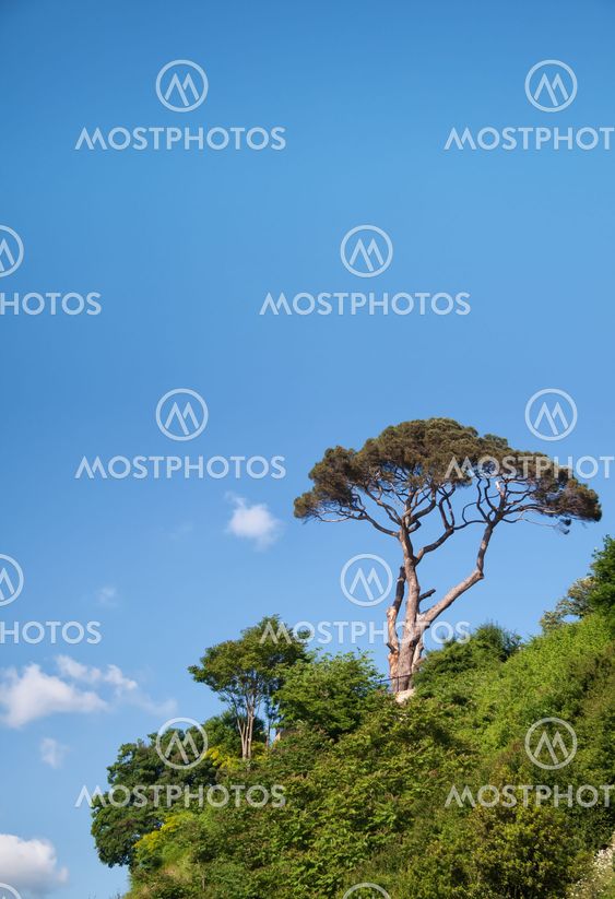 Pine Tree Against The Blue Sky