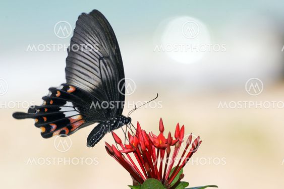 vibrating butterfly 2