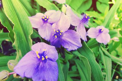 Tradescatia virginiana, spiderwort flower. Sprintime...