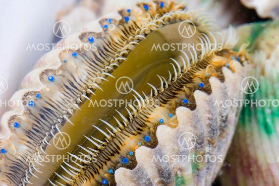 Gulf of Mexico Scallop