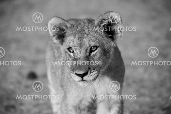 lion cub in white and black (panthera leo) at etosha national park namibia