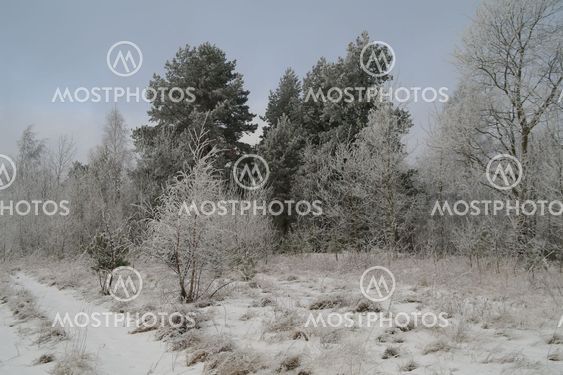 Winter landscape