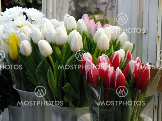 Pink tulips