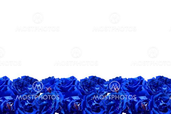 Blue Rose Border