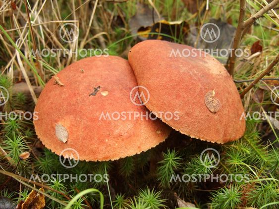 Aspen mushrooms