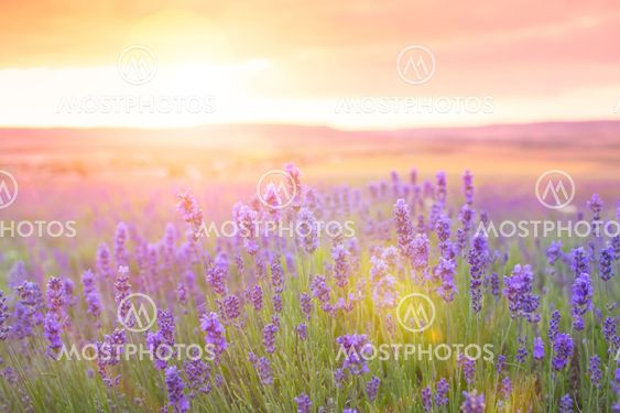 Sunset over a violet lavender field