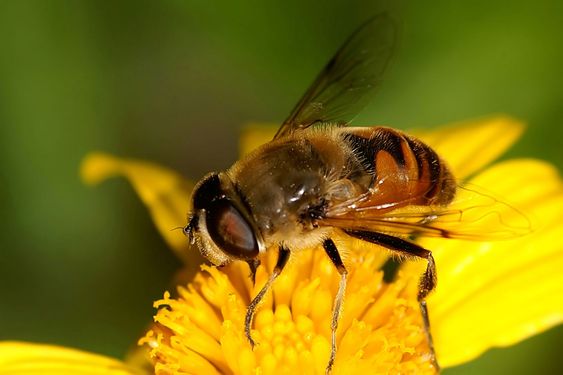 Bee in the flower bee is amazing