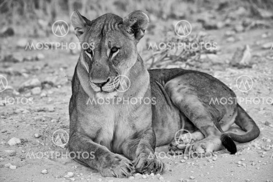 lying lioness at etosha national park namibia africa