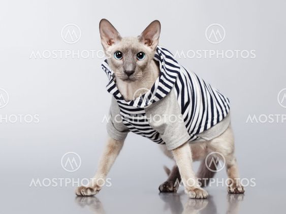Peterbald Cat in Hoody