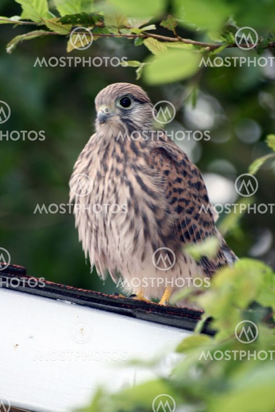 Young falcon