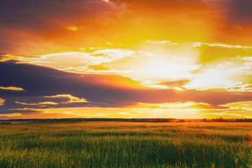 Green Barley Field, Early Spring. Agricultural Background.