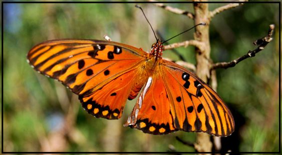 Another butterfly