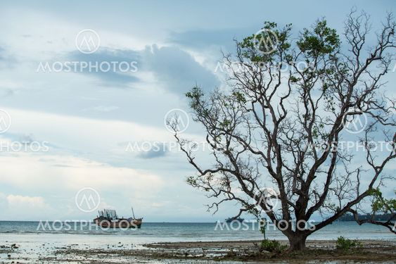 Silhouette dead tree and old sinking ship with sea view