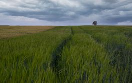 A field of green wheat with dramatic clouds in the...