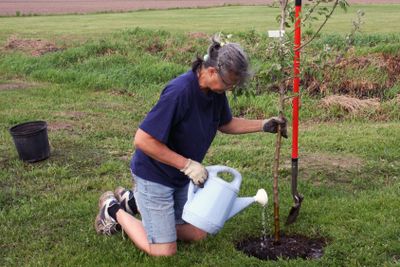 woman planting a tree
