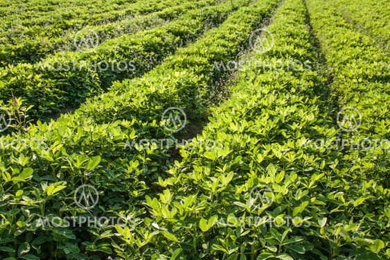 rows of peanut plants