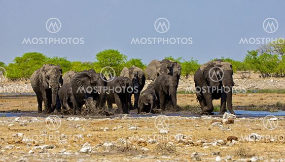 a group of elephant crossing a waterhole at etosha national park namibia africa
