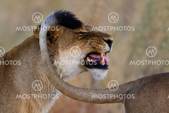 lion the king of the jungle of Tanzania