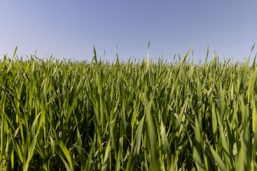 a green wheat field in the spring season
