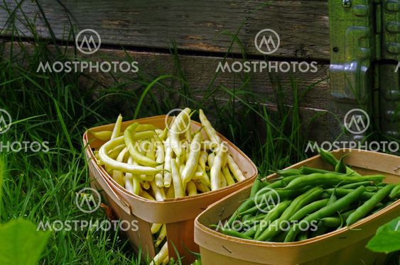 Green and Yellow beans