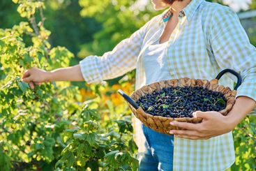 Harvesting picking ripe blackcurrants in summer garden