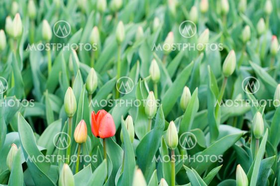First Spring Red Tulips