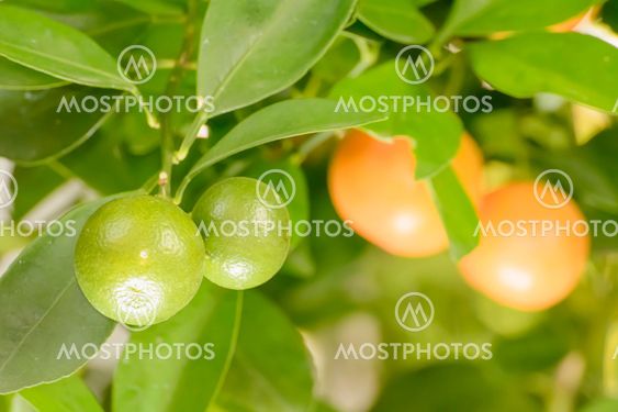 Orange on a tree
