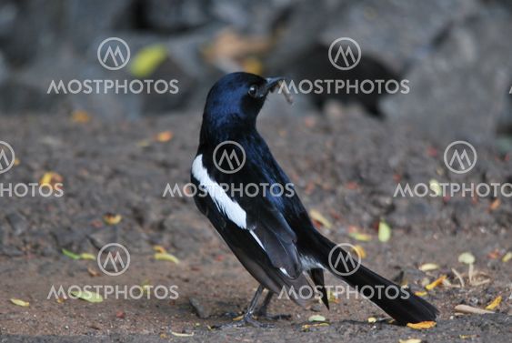 bird