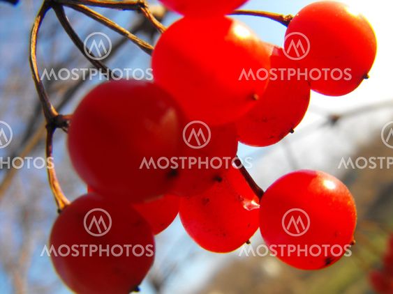 Viburnum
