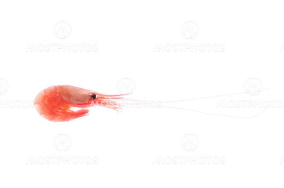 Fresh Shrimp
