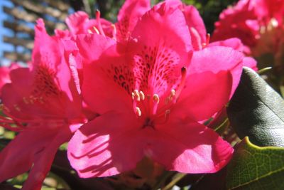 Rhododendron