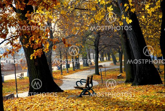 Autumn park