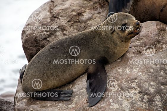 fur seal cube screaming on the beach at cape cross seal reserve namibia africa near the skeleton coast