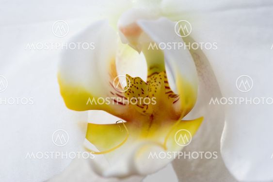 White orchid