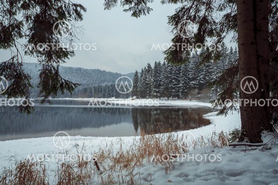 forest in the winter