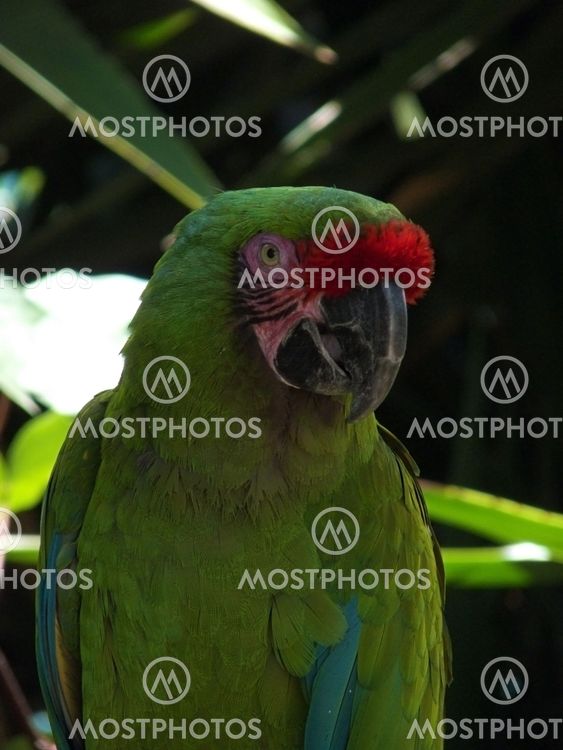 Green Parrot
