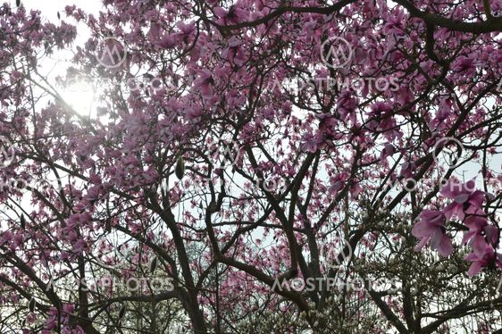 Magnolia trees
