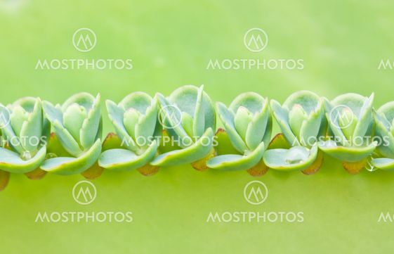 Close-up of a leaves sprouting on of a parent leaf of a lifeplant