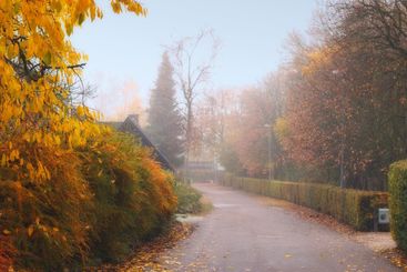 Road, forest and outdoor in village, nature and trees...